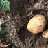 Що таке хвора картопля: ми визначаємо урожай